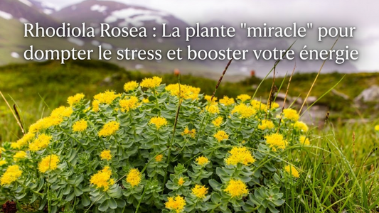 Rhodiola Rosea : La plante "miracle" vitalité